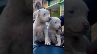 American pitbull terrier puppies blueeyes pets [upl. by Remat]