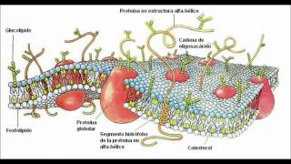 Paso de las Drogas a través de las Membranas Biológicas [upl. by Ennaimaj]