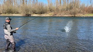 Willamette Valley Steelhead On The Swing [upl. by Nuahsyd]