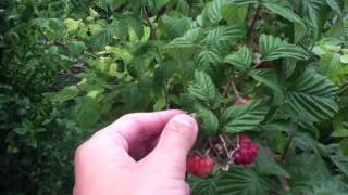 Récolter les framboises  Astuce jardin et potager [upl. by Daly]