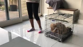 Archie cavapoo  crate training [upl. by Quinta]