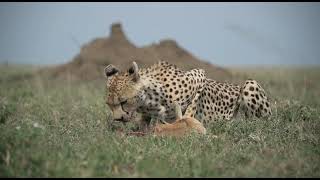 Beautiful Cheetah Feasting on a Gazelle  Ngorongoro Crater Tanzania [upl. by Laverna]