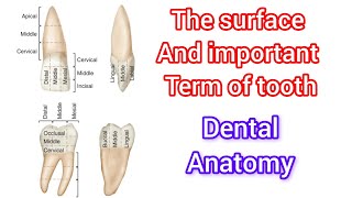 The surface of tooth  important term ❤️ of tooth [upl. by Idnor]