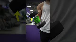 Dumbbell Bicep Curl Variations KNOW THE DIFFERENCE [upl. by Aicilla]