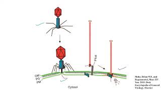 Lecture 7 M13 Bacteriophage [upl. by Cesaro]