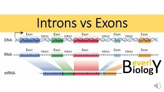 Introns vs Exons [upl. by Essile]