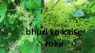 bhuri ko kaise roke how to stop this bhuri farming [upl. by Nylanej]