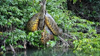 PERIGO MEDO TREMEDEIRA EMOÇÃO SUCURI MONSTRUOSA SURGE NA PESCARIA ANACONDA GIGANTE [upl. by Ennaeirrac]