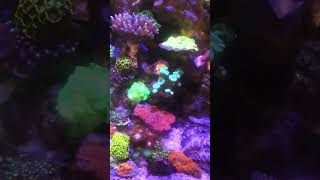 Reef tank aquarium [upl. by Serene]