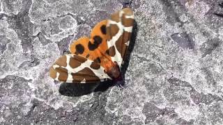 Garden Tiger Moth Wingbeat 240fps ヒトリガ（蛾）の羽ばたき準備運動スローモーション [upl. by Yhpos489]