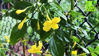 Italian Jasmine Jasminum humile Revolutum [upl. by Monaco]