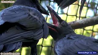 grooming the kids  Kolkraben Ravens Cumberland Wildpark Grünau Almtal [upl. by Asinla]