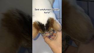 KEFİRTOMUN Yalancı balık KEYFİ‼️AFİYET OLSUN KEDİCİK🐈🐈Seni unuturmuyum💞 [upl. by Annet]