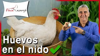 🐔¿Cómo enseñar a las GALLINAS dónde poner sus HUEVOS [upl. by Naelcm]