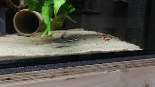 Tenellus trimaculatus feeding [upl. by Bal571]