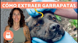 Cómo QUITAR una GARRAPATA a un PERRO correctamente 🐶🕷️ Paso a Paso [upl. by Harad]