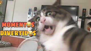 🤣 Compilación de los Momentos más Divertidos del Año 🐶🐱 Animales que te Harán Reír 🔴 [upl. by Asir74]