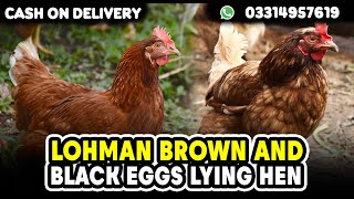 Lohmann Brown And Black Eggs Lying Hen For SaleCargo All Over PakistanContact Number 03314957619 [upl. by Ramin]