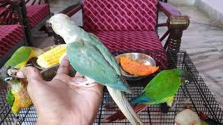 Basic Information On Yellow Sided  Pineapple  Blue Pineapple Conure [upl. by Zasuwa526]