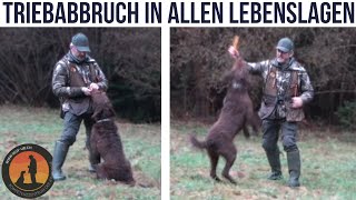 Mit Frisbee dem Hund das „Halt bzw Down“ beibringen  Hundeschule UB [upl. by Mauretta]