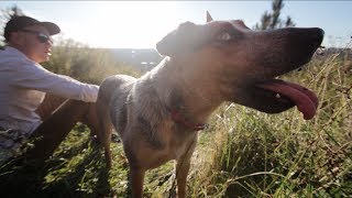 Reptar the Australian Cattle Dog Herding Cow [upl. by Yrok140]