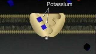 Cell Membrane Active Transport [upl. by Dygal195]