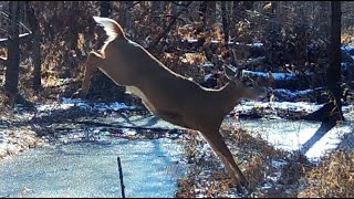 BIG WHITETAIL BUCKS TICKLE SCRAPE VELVET BUCKS DUCKS COYOTES CHASE DUCKSRACCOONS WILDLIFE [upl. by Fiorenza]