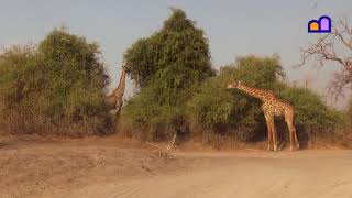 Botswana  Chobe National Park [upl. by Meeks529]