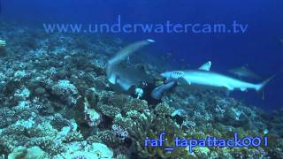 Stock Footage Silvertip shark attacks diver [upl. by Jerald]