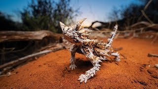 Diabo Espinhoso UM LAGARTO COM CABEÇA FALSA PRA ENGANAR PREDADORES moloch horridus thorny devil [upl. by Lebatsirc]