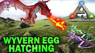 RON Hatches His First Lightening Fire And Poisonous Wyverns At Once  ARK  Survival Evolved [upl. by Netsirhk]