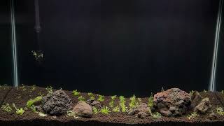 Next Planted Aquarium Projects [upl. by Scheck]