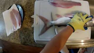 How To Fillet Sailfin Gafttop Catfish [upl. by Ariamat]