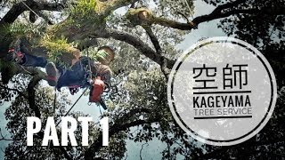 Kageyama Tree Service  Camphor Tree Pruning part 1  GoPro  Bulldog Bone [upl. by Alin]