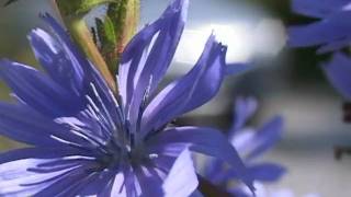 Bach Flower Remedies  Chicory [upl. by Lled674]