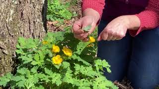 Celandine Poppy video [upl. by Draude]