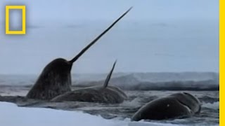 The Narwhals Mysterious Tusk  National Geographic [upl. by Pavlish]