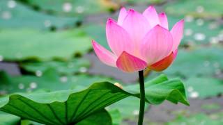 Buddhist Chant  Praise of the Lotus Pond HD [upl. by Nallaf]