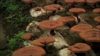 Health Benefits of Ganoderma Lucidum [upl. by Marcellina]