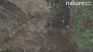 Grey langurs Semnopithecus schistaceus climbing and huddling Bhutan March [upl. by Westland]