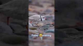 overslept work 🌪 Friday evening😆 memes birdruns friday evening shortsvideo viral usa canada [upl. by Keener643]