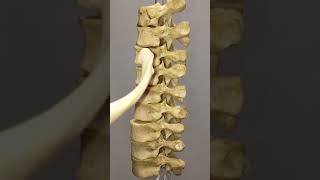 How does a rib articulate with thoracic vertebrae [upl. by Corri]