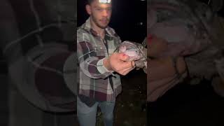 Black Spotted Catfish viralvideo fishing catfish viralvideo catfishing river strange [upl. by Greabe]