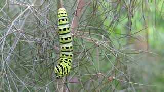 Eastern Swallowtail Caterpillar on Bronze Fennel [upl. by Hsetim]