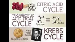 The Citric Acid Cycle The Reactions [upl. by Fasta]