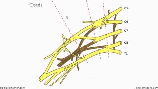 Brachial Plexus Branches 3D Anatomy Tutorial [upl. by Watson]