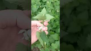 White Dead Nettle Lamium album [upl. by Haidabo186]