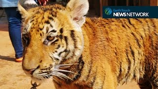 Thailand’s tiger temple Raids arrests amp grisly finds [upl. by Keily340]