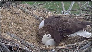 Hatch Progressing  Baby Eaglet Seen Moving in Shell  Scout Incubating  NCTC Eagles April 8 2024 [upl. by Erbes]