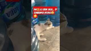 Kucing Jaga🤭🤭 lucu funny humor comedy ngakak cantikcover cat catlover kucing fypシ゚viral [upl. by Brinna316]